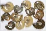 Lot: KG Madagascar Polished Ammonites (-) - Pieces #79352-2